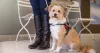 ESA online letter | benefits of emotional support animals | pds center