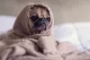 Emotional Support Dog | ESA Letter Online | PDSC