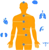 Endocrinologist Email List | Endocrinologist Mailing Database