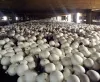 How To Use Buy Shrooms Canada To Desire