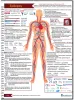 Epilepsy-market-market-diagnosis-signs-symptoms-risk-factors-causes-drugs-therapies-treatment-therapeutics-therpies-population-usa-uk-germany-italy-france-japan-epidemiology-pipeline-infographic-images