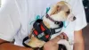 Online Service Dog Letter | ESA Letter | PDS Center