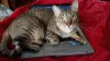 Un chat est positif pour le coronavirus