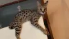 The Best F1 Savannah Cat for Sale - Majestic Exotics Catter!
