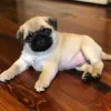 Things To Know Before You Adopt A Pug Puppy – Telegraph