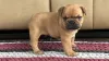 Family Puppies– From our Home to yours - YourInfo.Wiki