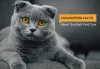 Fascinating Facts About Scottish Fold Cats