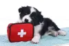 What You Need To Know About Your Pet First Aid - Talky Tails