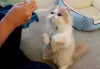 Natural Remedies For Pets To Get Rid Of Fleas And Ticks - Talky Tails