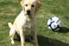 How To Keep Your Labrador Healthy! - Love Lab World