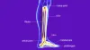 Fibula Fractures