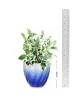 Greenium - Online Green Gifting &amp; decor | Ficus Safari in Mix Blue Twisted Grace Pot