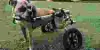 How Does A Dog Wheelchair Work