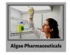 Some Interesting Facts to Know about Algae Pharmaceuticals