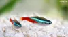 What is The Last Fish in Tiny Fishing? - Fishing Proo