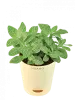 Indoor Plants - Buy Best Indoor/Interior Home Plants Online in India