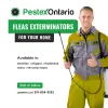 Flea Extermination in Hamilton