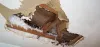 Water Damage Restoration Houston, TX - Residential And Commercial Water Damage Restoration Service