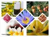 What are absolute oils and where they are usually found?