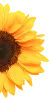 Buy Humic Acid for Lawns from Humic harvest