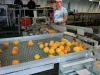 Food Processing Market in India