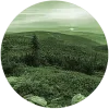 Forest Industry Mailing List | Forest Industry Details