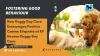 Fostering Good Behaviour: How Doggy Day Care Encourages Positive Canine Etiquette at K9 Heaven Doggy Day Care