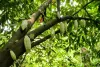Read The Latest Blog by Info About Tree on Cacao Tree