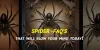 Spiders - Frequently Asked Questions | Pest Quit