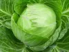 Live a Heart-Healthy Life by Purchasing Fresh Cabbage from Suppliers in Mexico