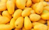 Best Quality Mango suppliers in Mexico