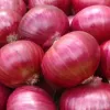 High quality onion suppliers at Cheap prices