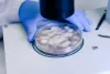 "Embryo Transfer Day 22 : Everything You Need to Know "