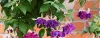 How To Grow A Fuchsia Plant- A Step By Step Guide 