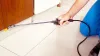 Bedbug Extermination| Canadian Pest Control |Cockroach Extermination Chatham-Kent ON