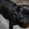 HOME - Diamond puppies for sale