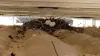 Pigeon Control Bird Control and provide pigeon Control Services professional pigeon control LLC  valley AZ