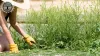 Garden Clearance: Garden Clearing and Rubbish Disposal