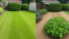 Garden Clearance: Quick and Efficient Garden Clean-up - Clear The Lot - House Clearance