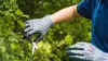 Garden Clearance | Garden Clearance near me