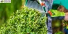 No 1 Garden Clearance Services in Croydon