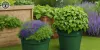 Garden Clearance | Garden Clearance near me