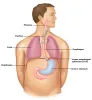 Lower Esophageal Sphincter - RefluxMD, Inc
