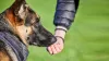 German Shepherd Feeding Amount