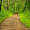 Corporate Team Outing Sakleshpur, Resorts in Sakleshpur for Team Outing