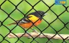 Galvanized Chain Link Fencing