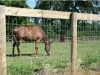Galvanized Farm Fence | Agricultural & Livestock Fencing