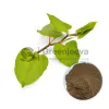 giant knotweed extract, giant knotweed, giant japanese knotweed, giant knotweed extract powder, buk giant knotweed extract