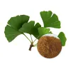 USDA Approved Bulk Organic Gingko Biloba Powder in USA