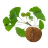 organic gingko leaf powder, gingko leaf powder, bulk organic gingko leaf powder